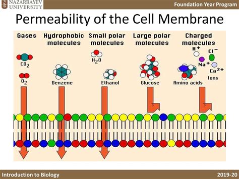 what affects cell membrane permeability